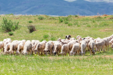 智慧养羊系统