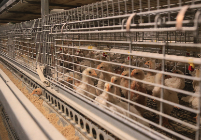 全自动养鸡设备